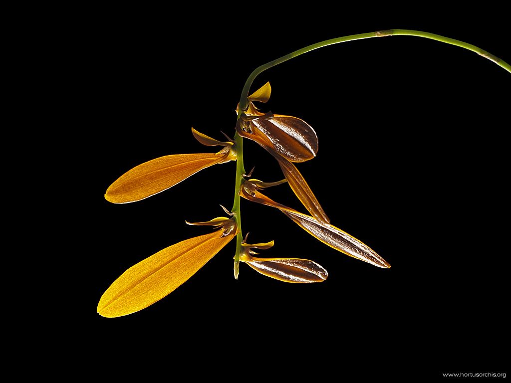 Bulbophyllum Khaoyaiensis 1