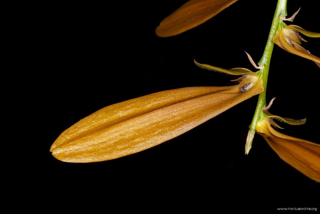 TÌNH YÊU LAN 2 - Page 94 B_0_0_0_10_images_stories_foto-specie-botaniche_Bulbophyllum_Khaoyaiensis_2