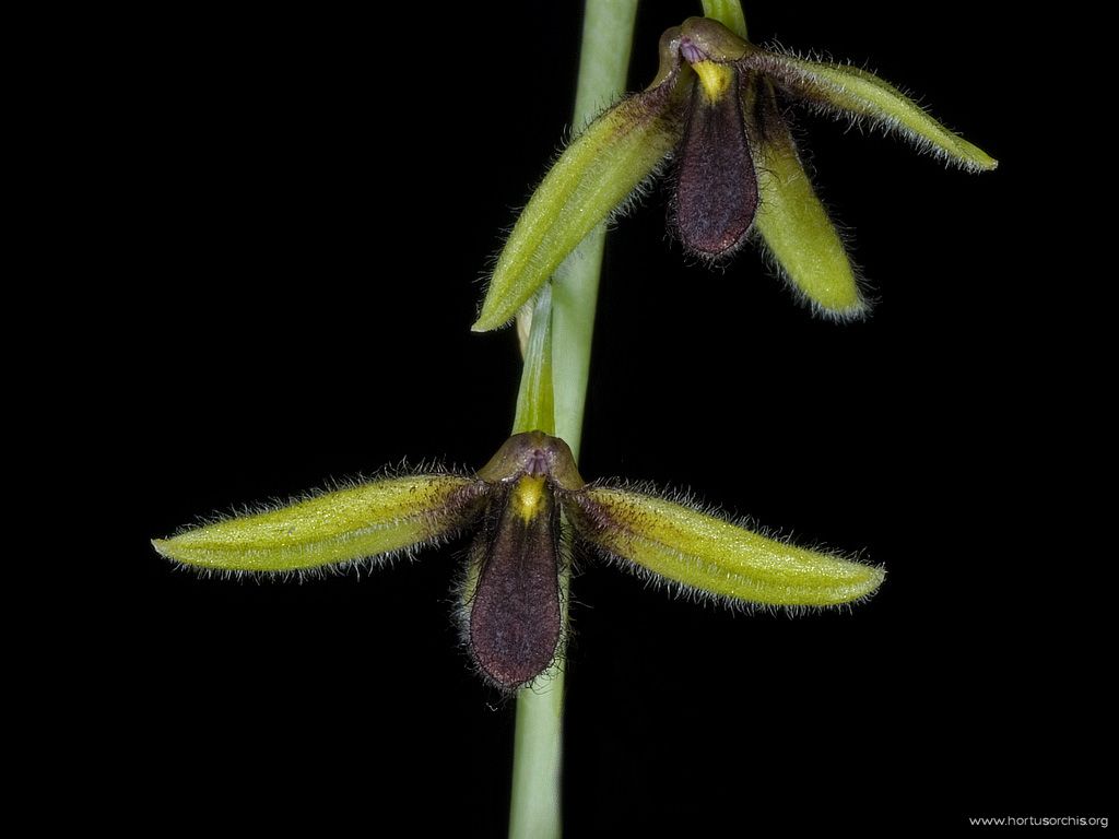 Bulbophyllum anguste-ellipticum