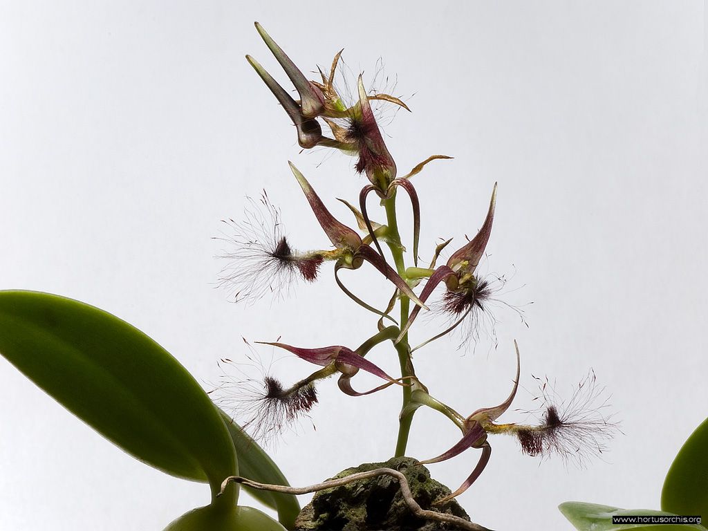 Bulbophyllum barbigerum