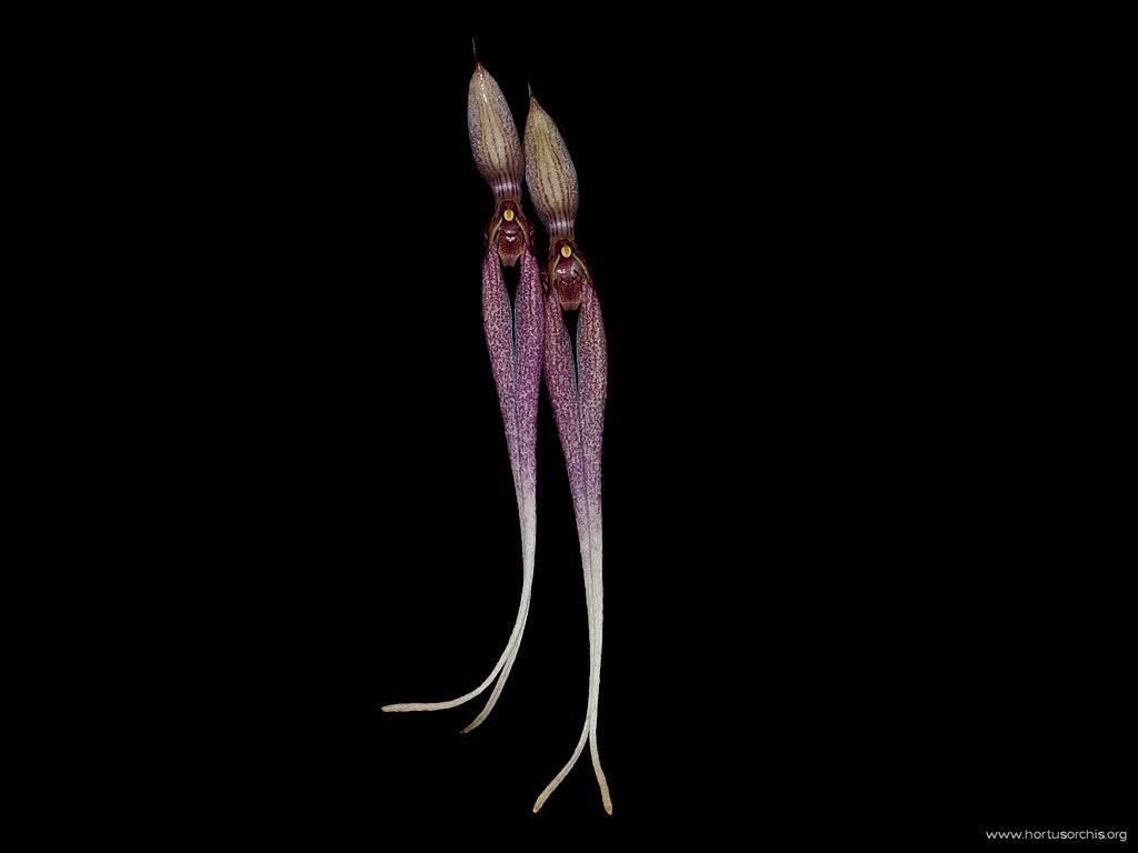 Bulbophyllum biflorum