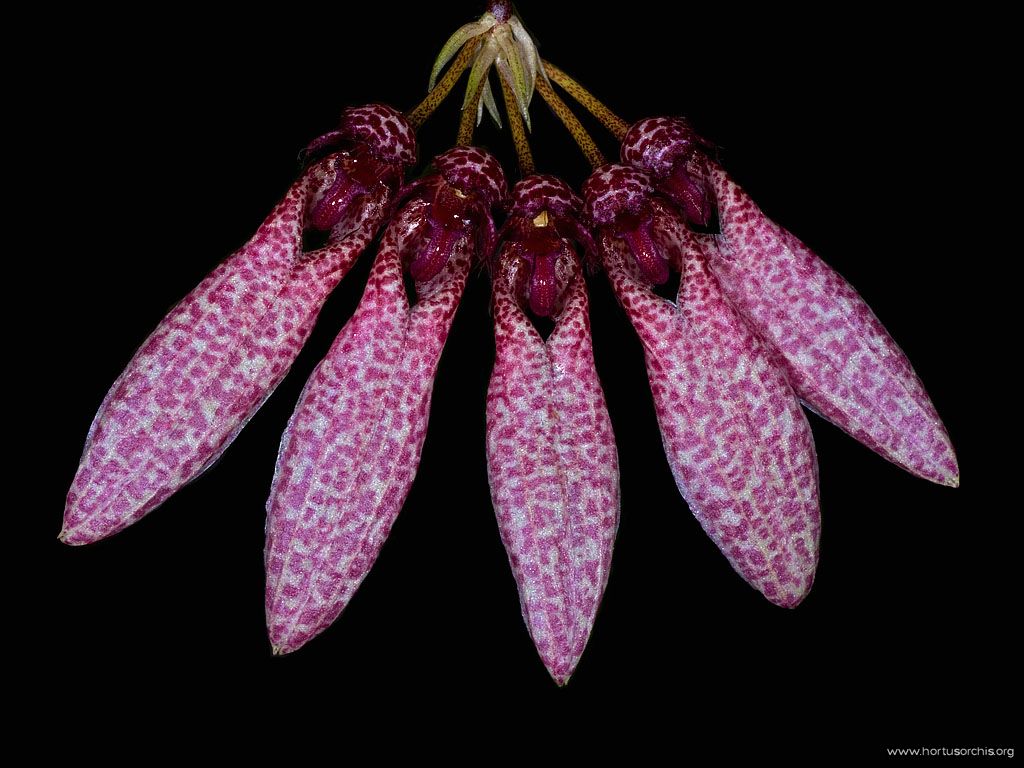 Bulbophyllum dentiferum