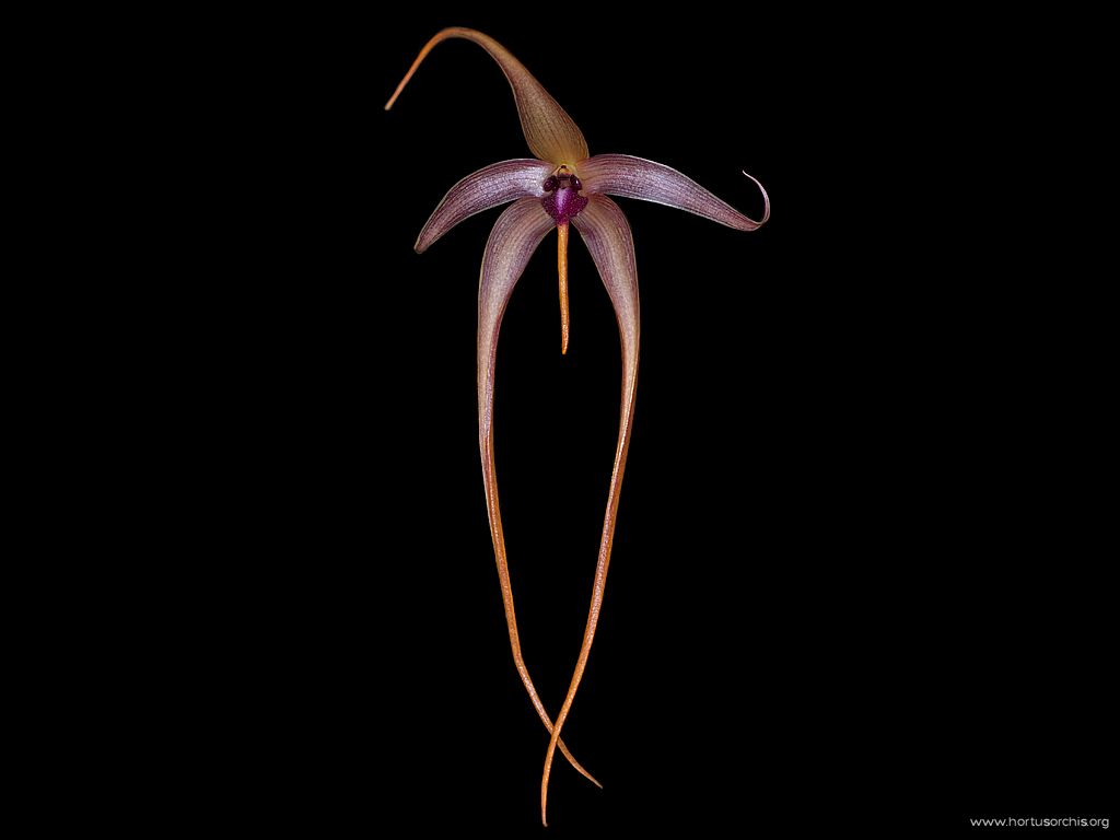 Bulbophyllum echinolabium