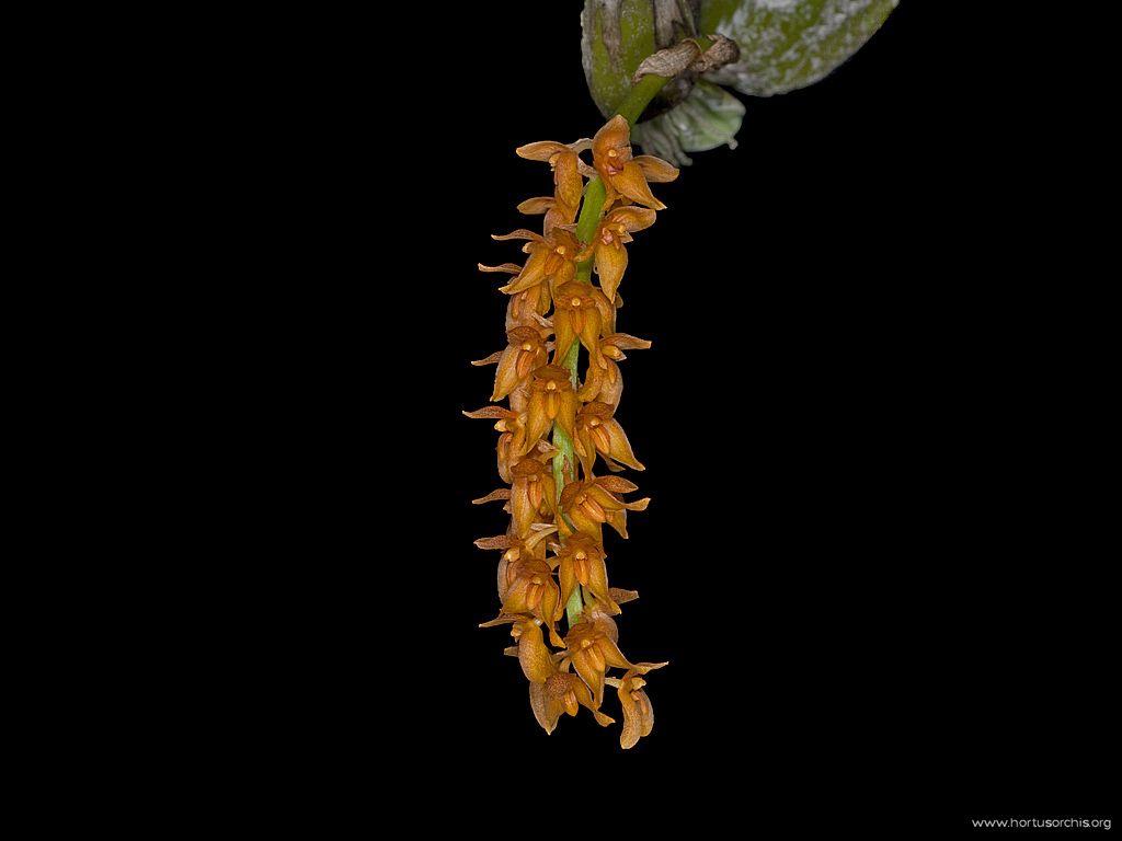 Bulbophyllum elassonotum