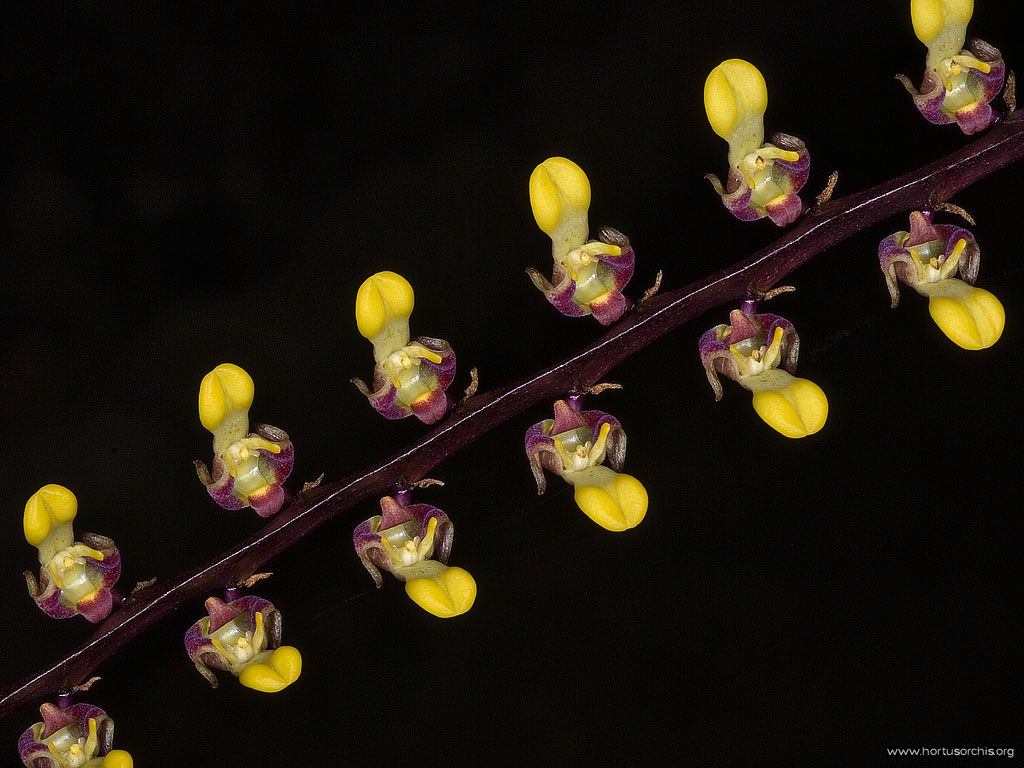 Bulbophyllum falcatum