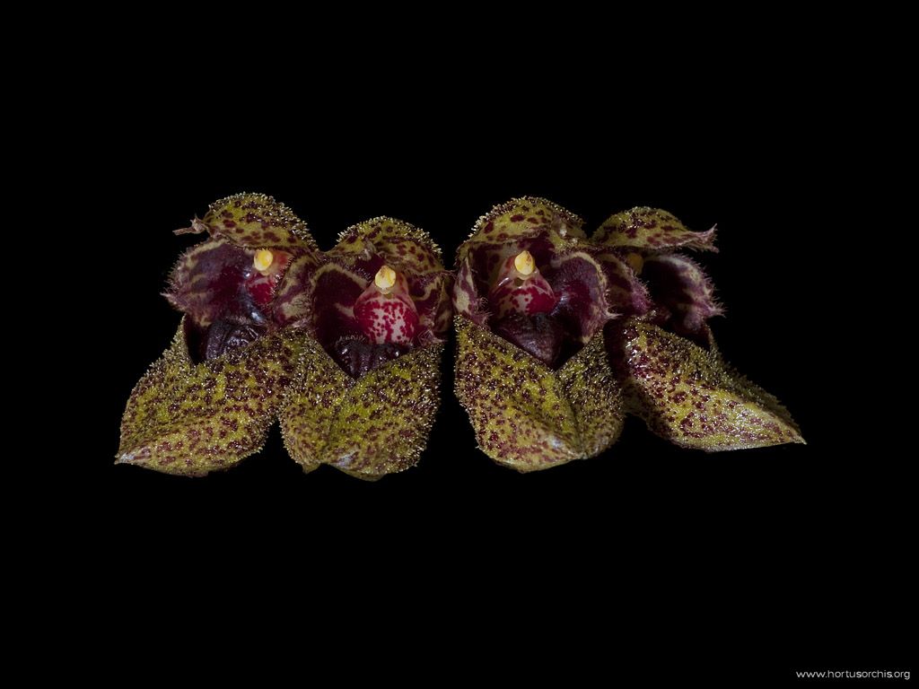 Bulbophyllum frostii