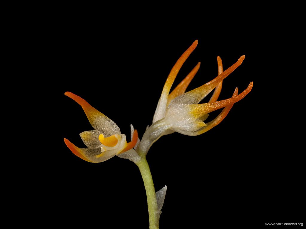 Bulbophyllum gamblei