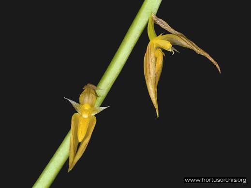 Bulbophyllum hirtum