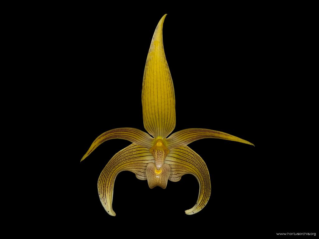 Bulbophyllum lobbii