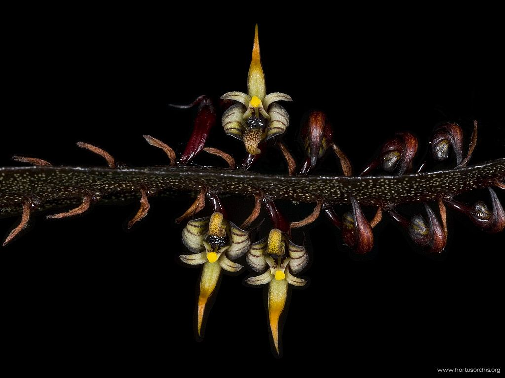 Bulbophyllum maximum