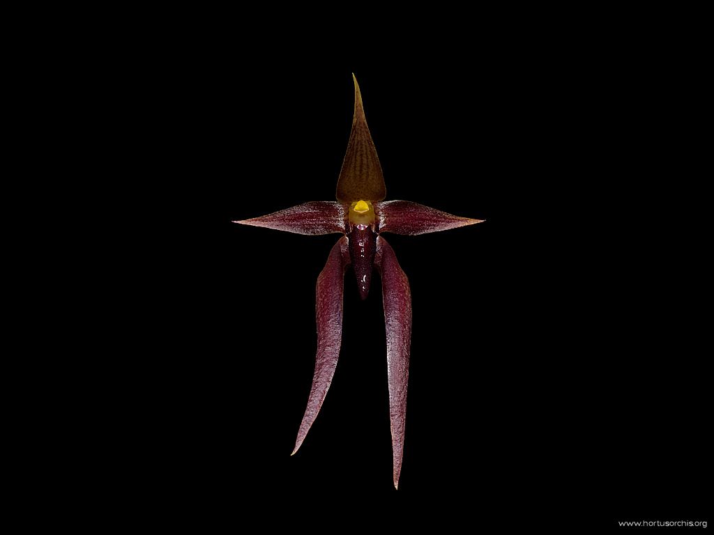 Bulbophyllum nymphopolitanum