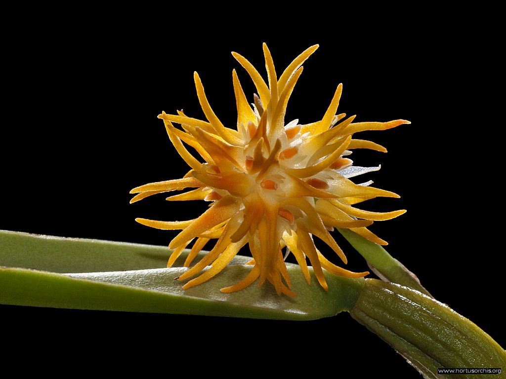 Bulbophyllum odoratissimum