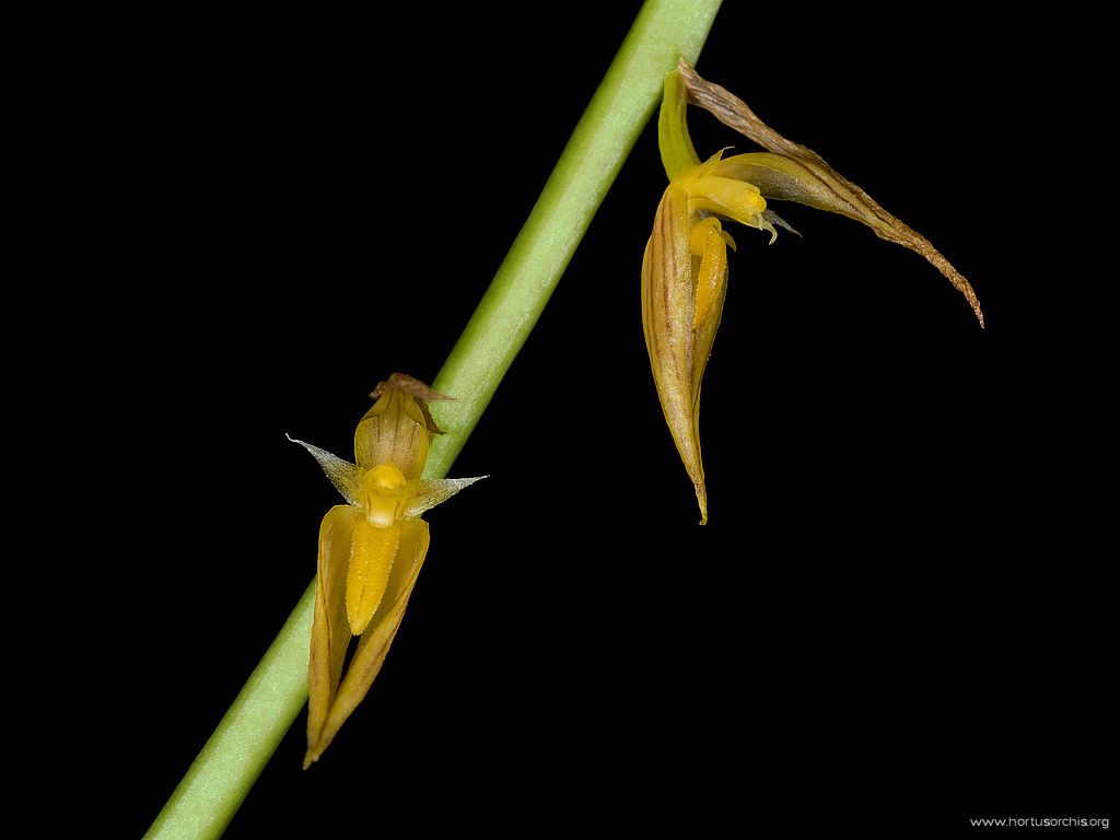 Bulbophyllum rufinum