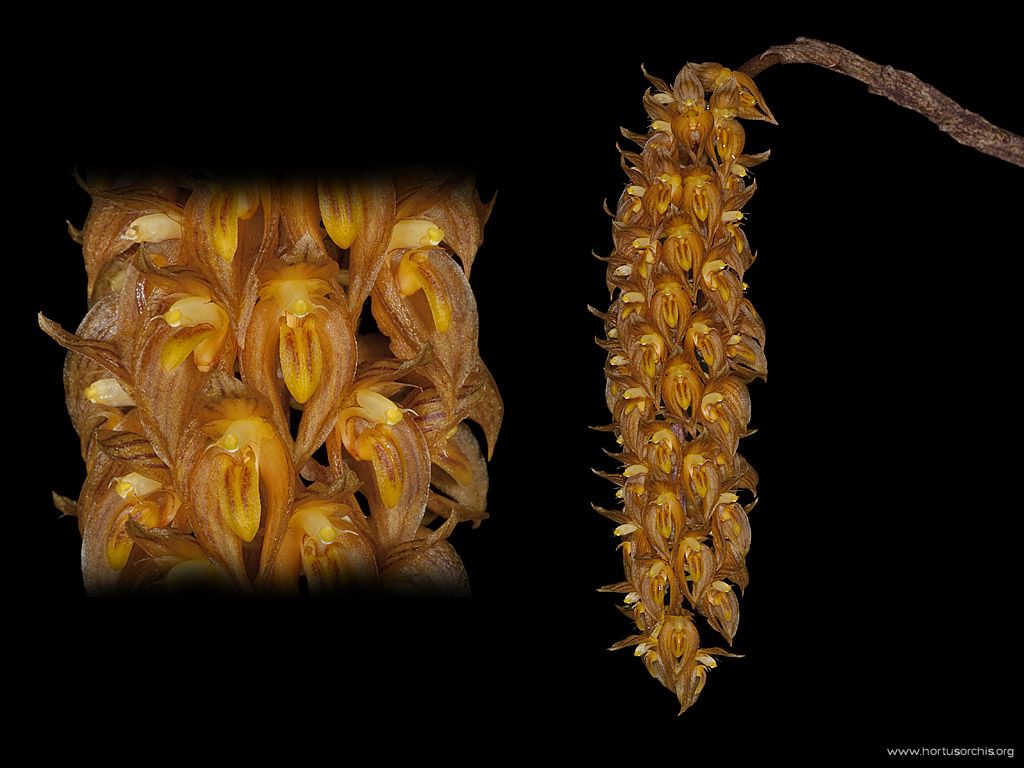 Bulbophyllum sicyobulbon