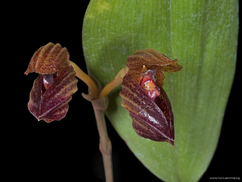 Bulbophyllum subumbellatum