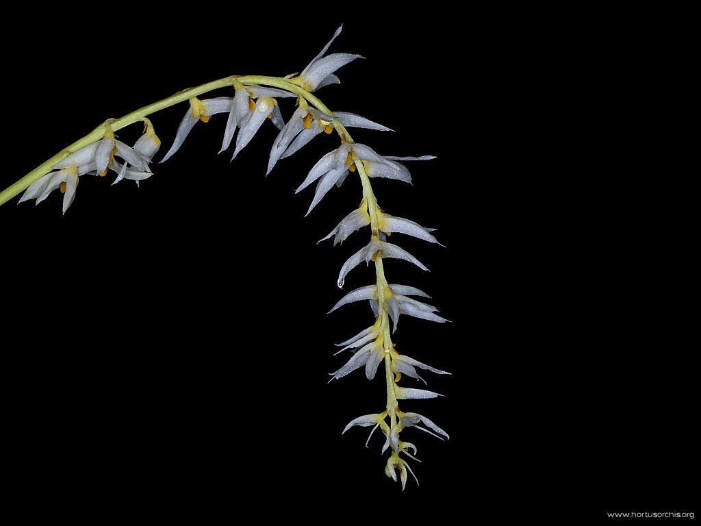 Bulbophyllum sukhakulii