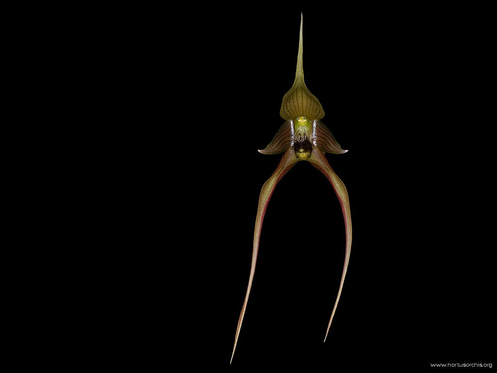 Bulbophyllum sulawesii