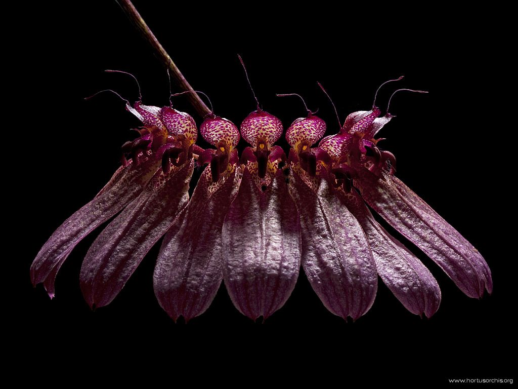 Bulbophyllum umbellatum