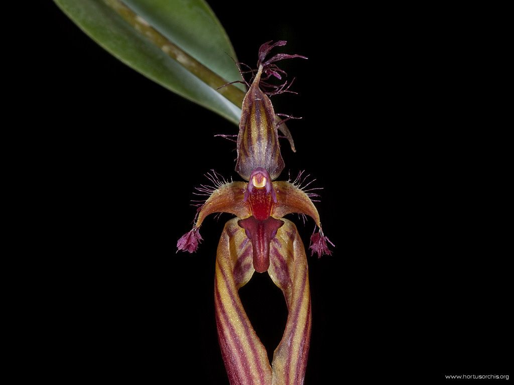 Bulbophyllum wendlandianum