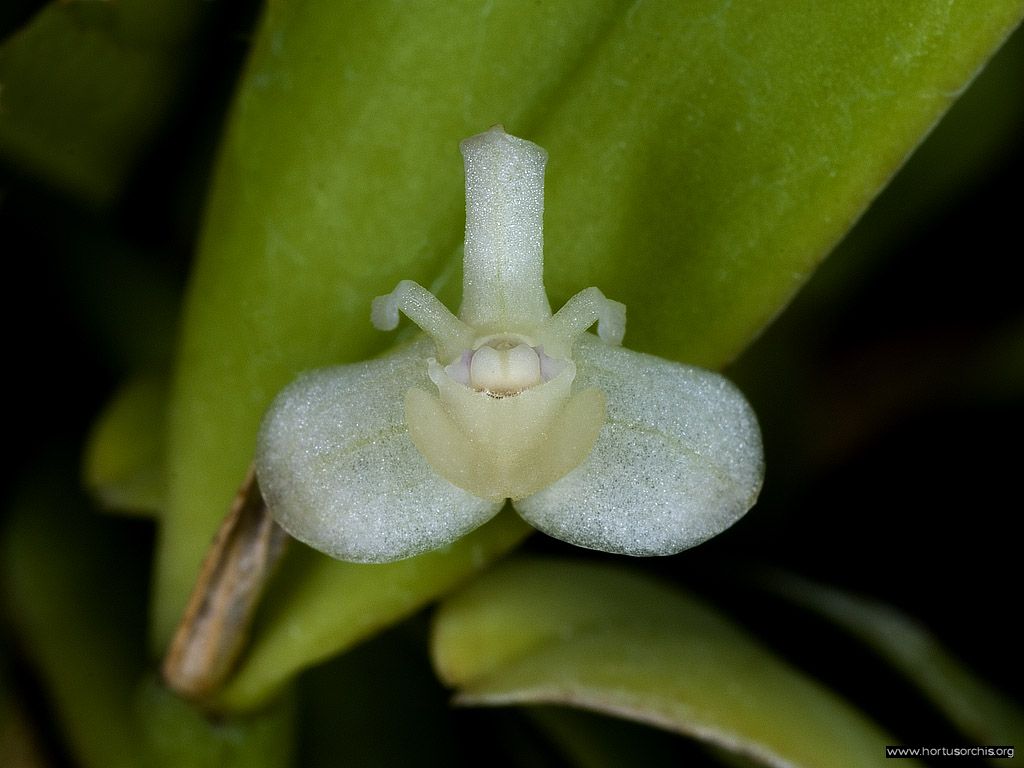 Cadetia taylori