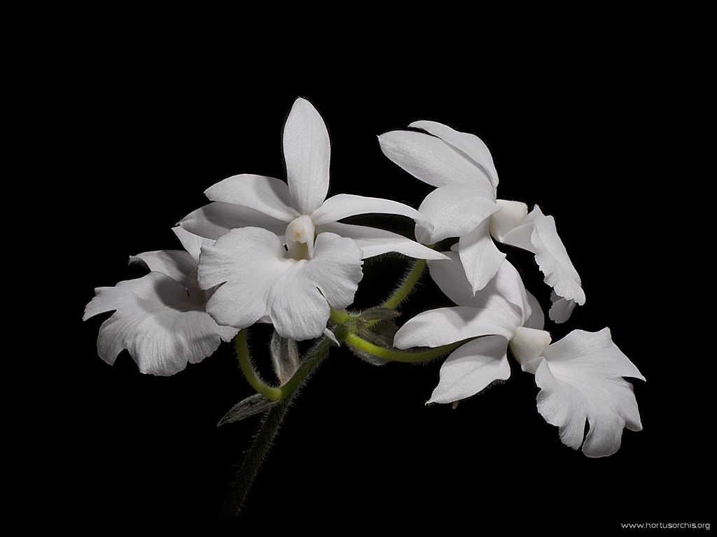 Calanthe vestita