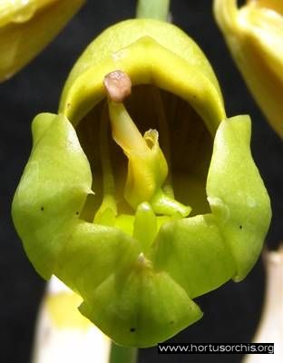 b_0_0_0_10_images_stories_foto-specie-botaniche_Catasetum_macrocarpum_1.jpg