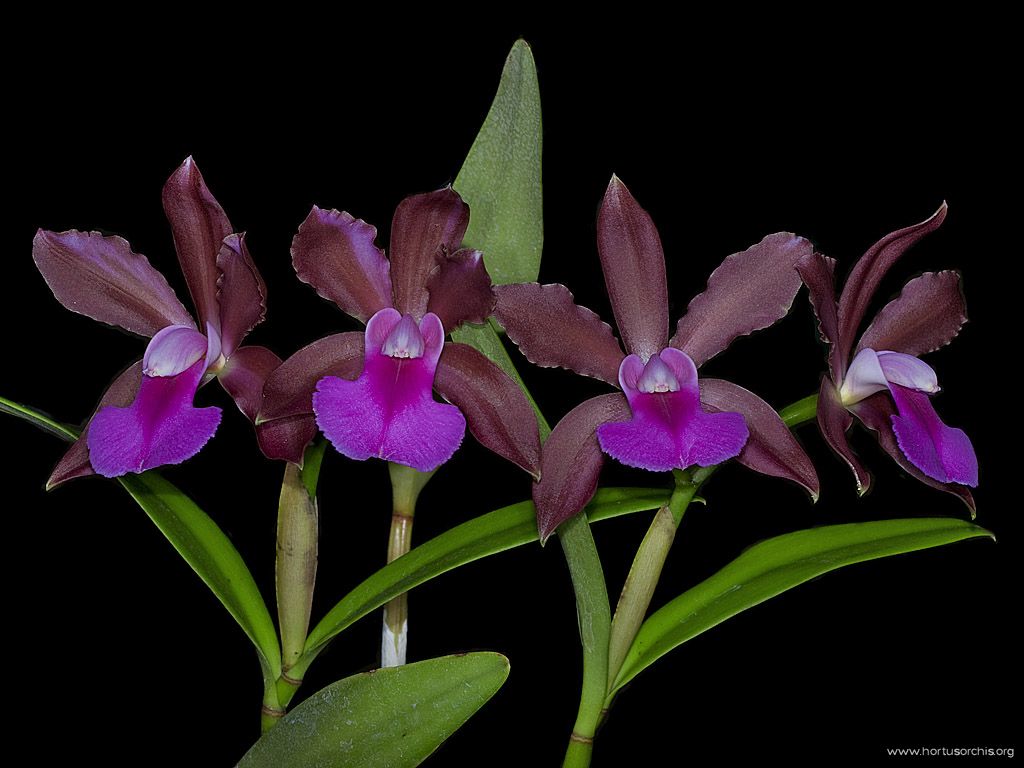 Cattleya bicolor