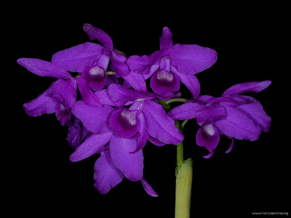 Cattleya bowringiana