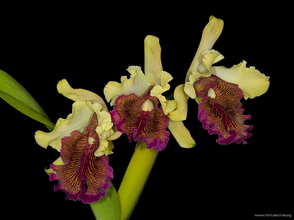 Cattleya dowiana aurea