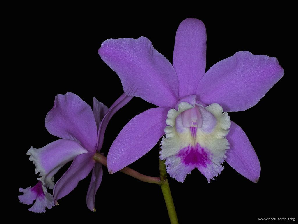 Cattleya gaskelliana