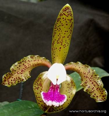 b_0_0_0_10_images_stories_foto-specie-botaniche_Cattleya_granulosa.jpg