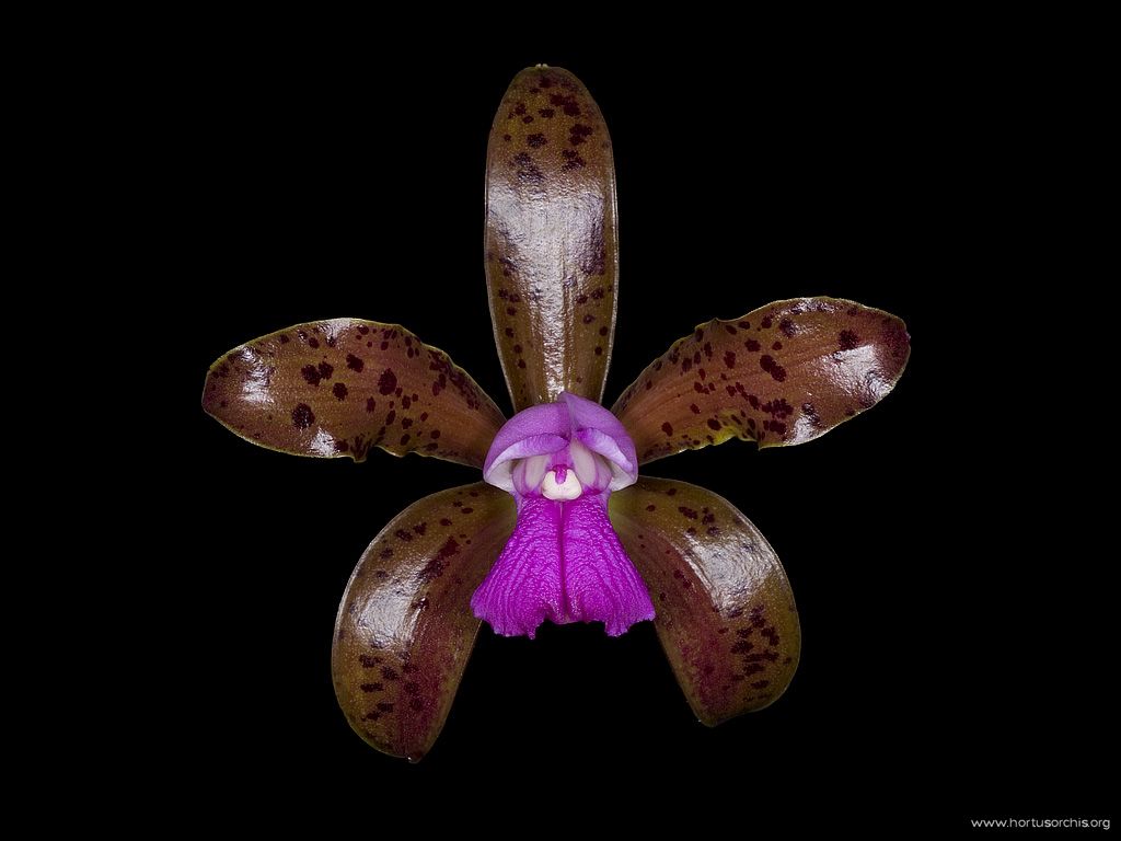 Cattleya guttata