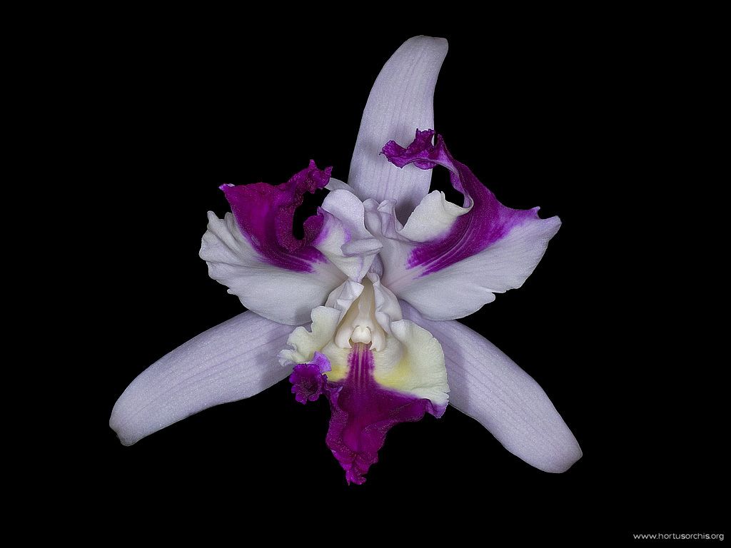 Cattleya intermedia var aquinii .2