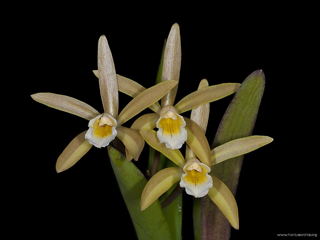 Cattleya luteola