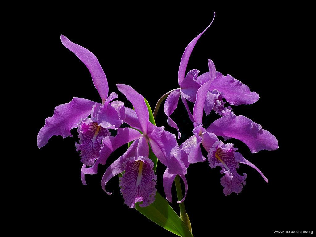 Cattleya maxima