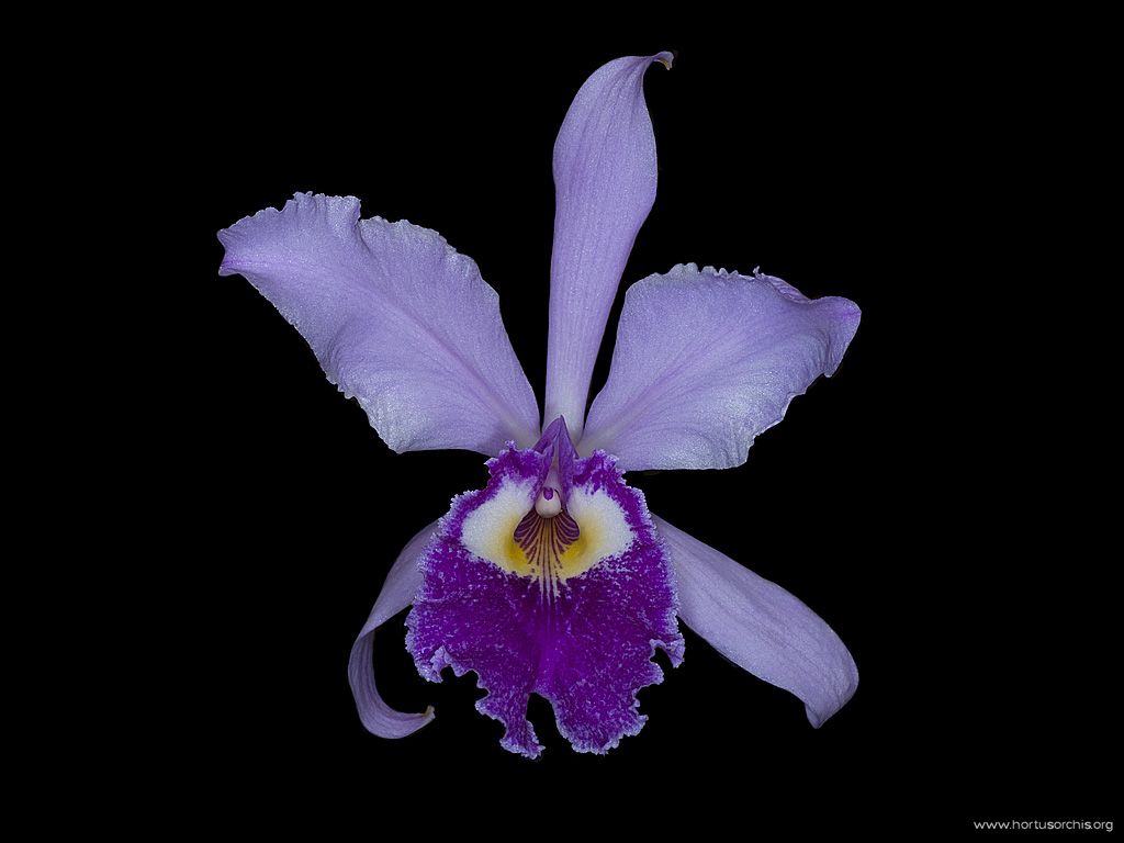 Cattleya quadricolor