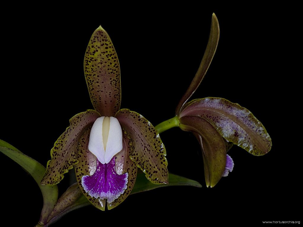 Cattleya schofieldiana