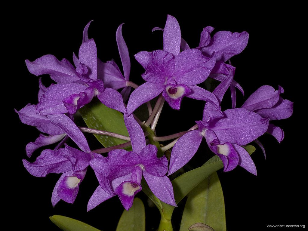 Cattleya skinneri