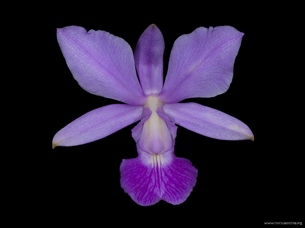 Cattleya walkeriana