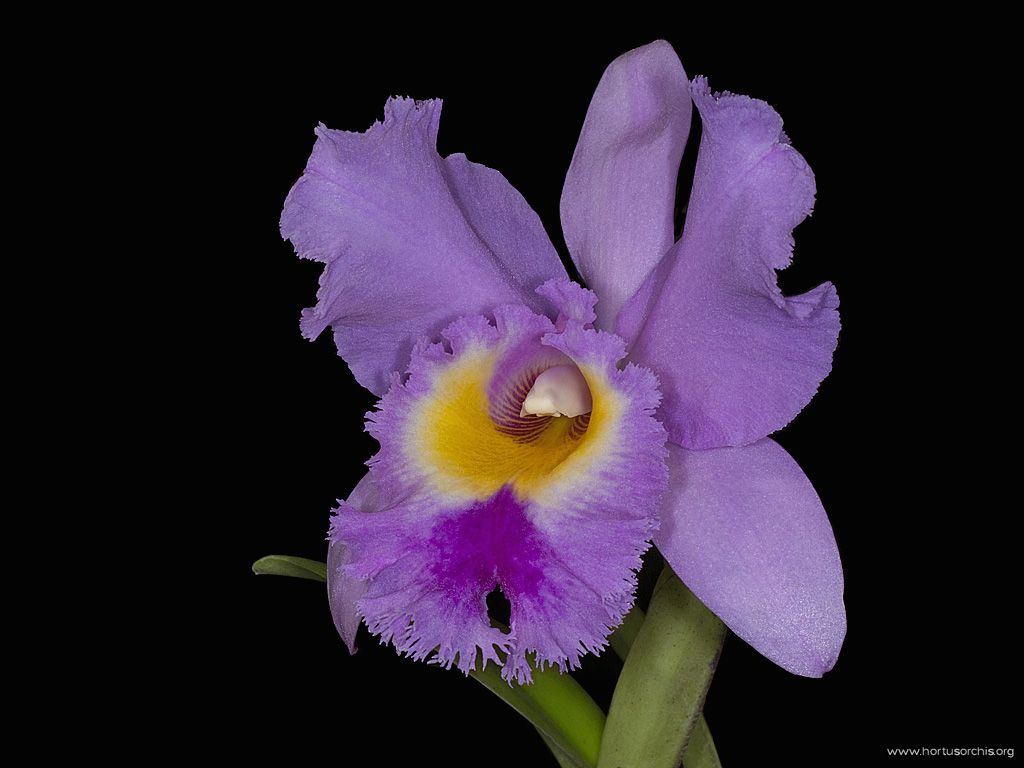 Cattleya warscewiczii