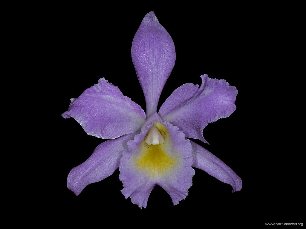 Cattleya warscewiczii var lunata