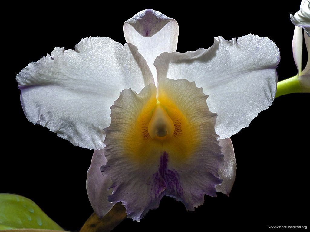 Cattleya warscewiczii var mendeli