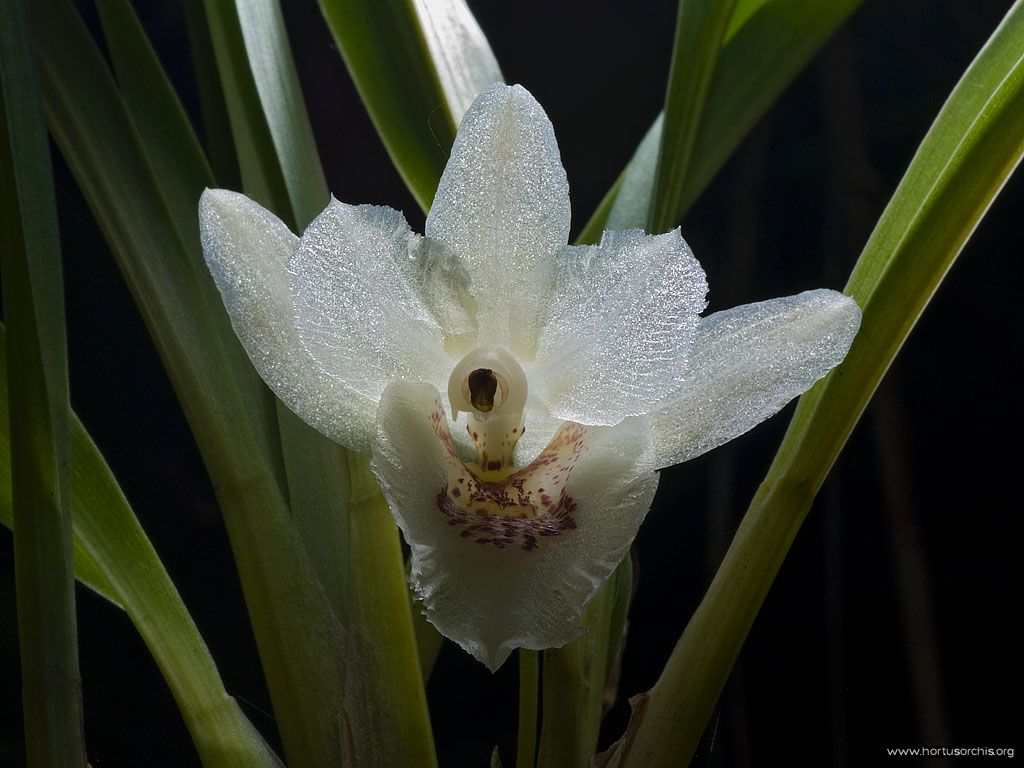 Chondrorhyncha bicolor