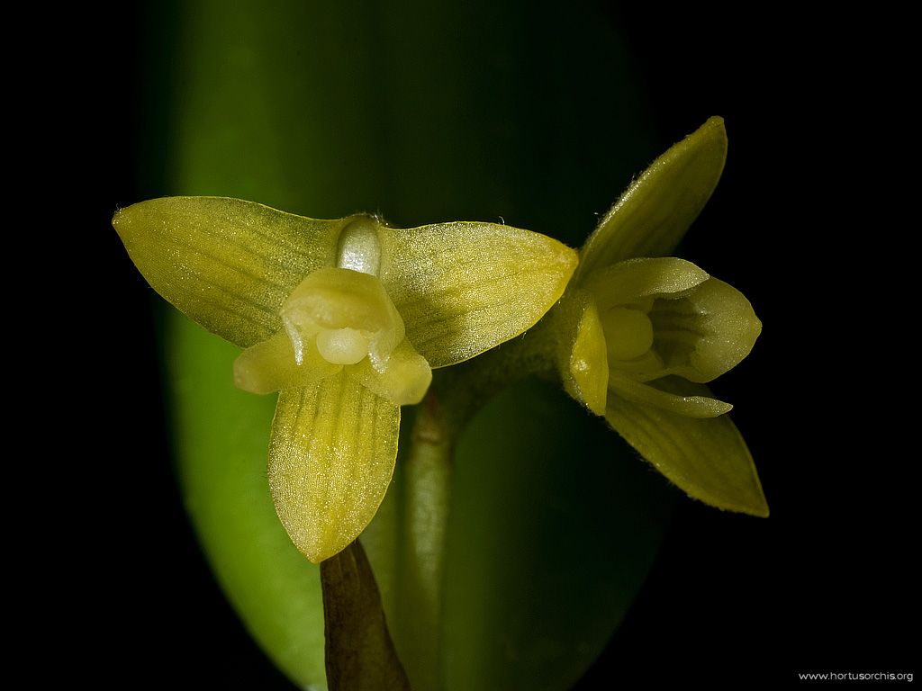 Chroniochilus virescens