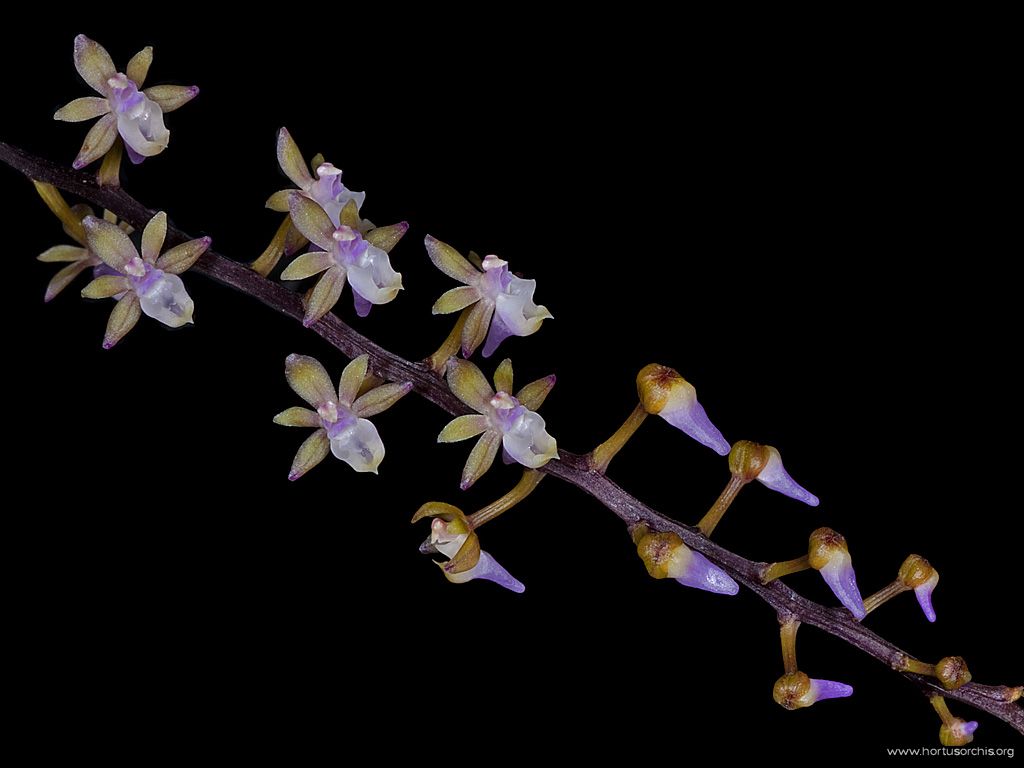 Cleisostoma longifolium