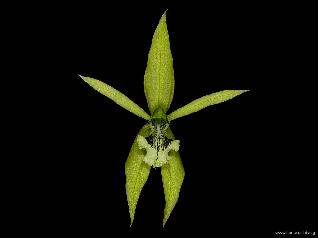 Coelogyne brachyptera