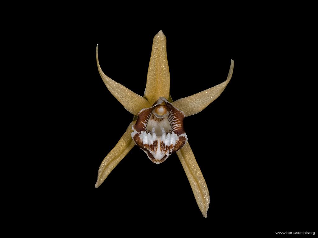 Coelogyne dayana