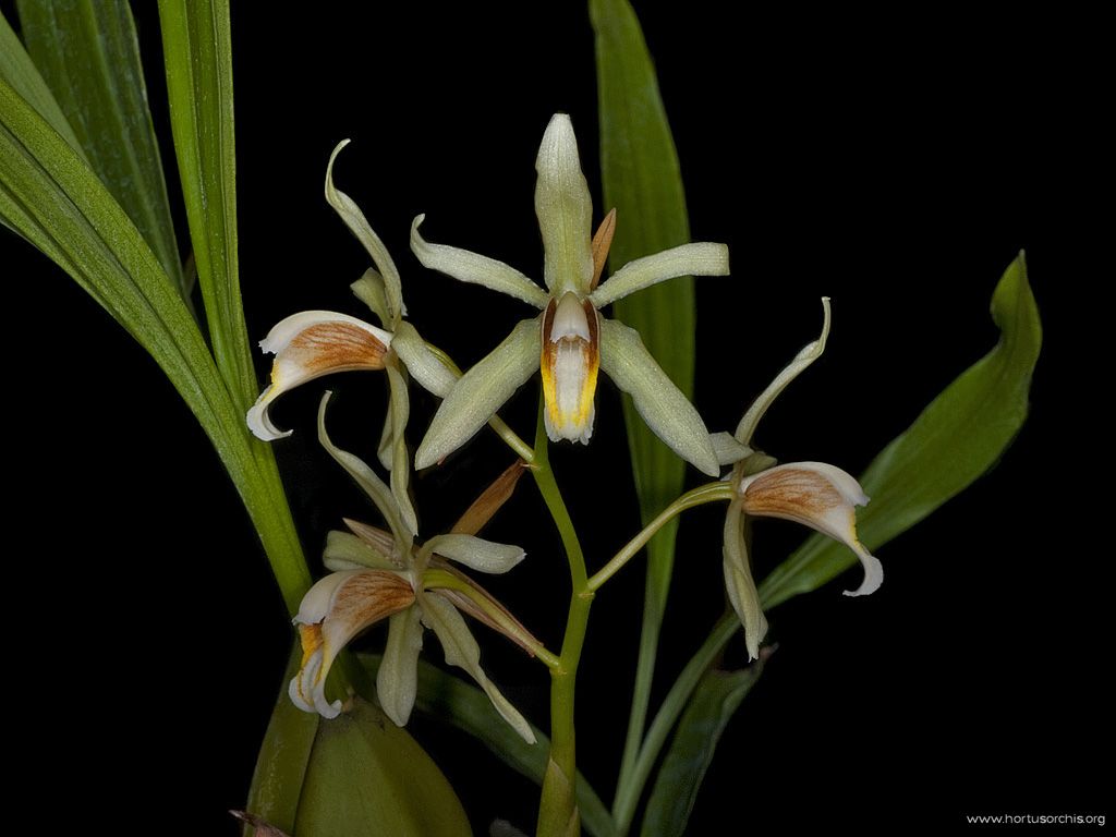 Coelogyne flaccida