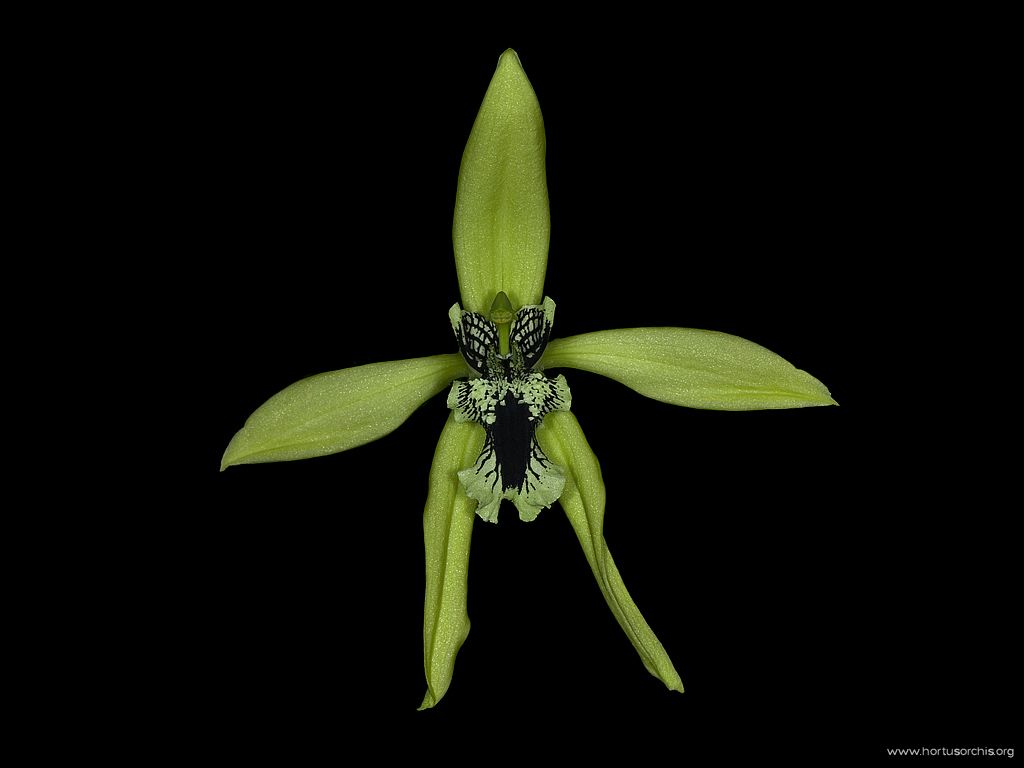 Coelogyne mayeriana