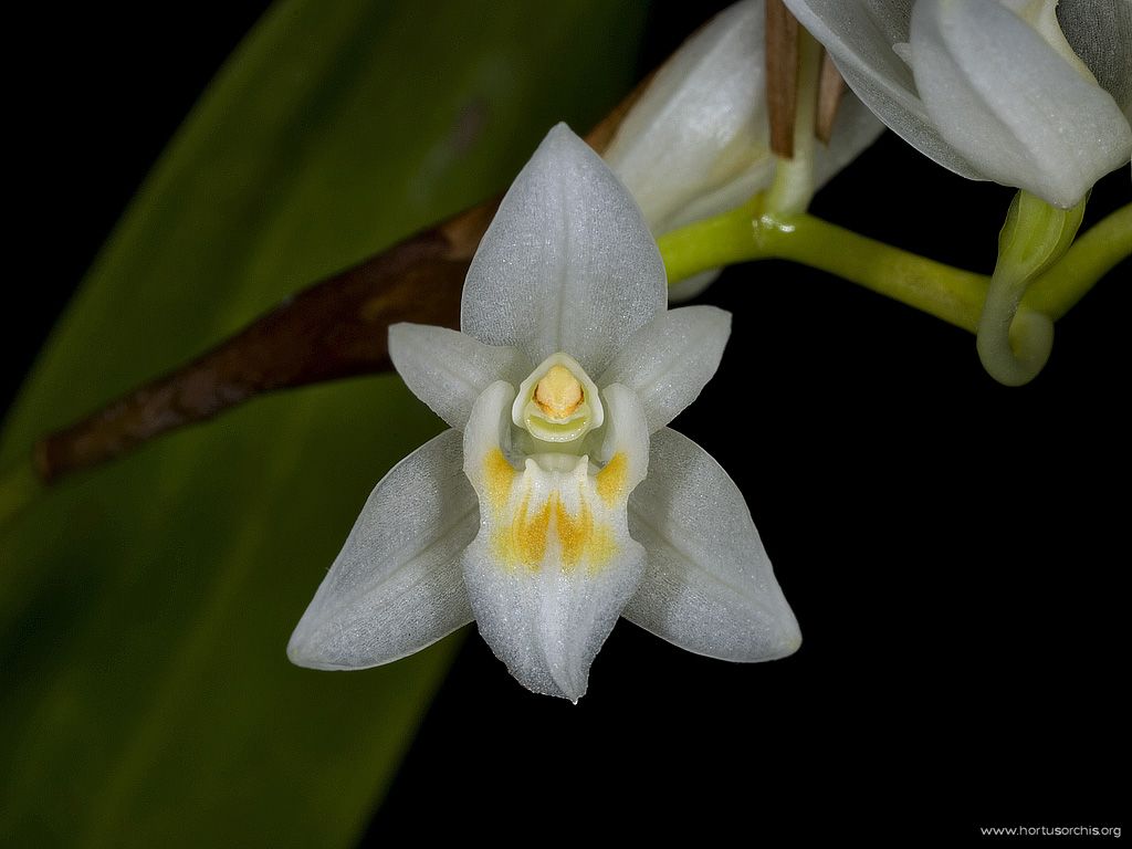 Coelogyne nervosa